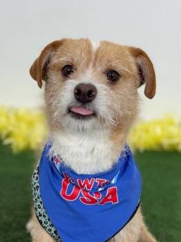 Border Terrier and Parson Russell Terrier Dogs Available for Adoption in Carlsbad, California - Buddy | PetCurious