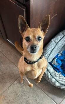 Rescue Jack Russell Terrier Dogs for Adoption in Wausau, Wisconsin - Lily Bell | PetCurious