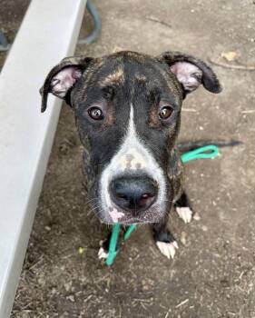 Showpony -  Mastiff Dog for Adoption in Chicago, Illinois - Showpony | PetCurious