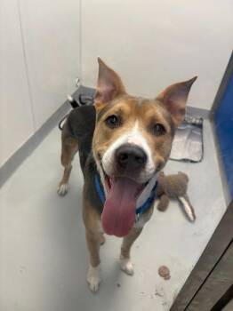 Pit Bull Terrier and Beagle Dogs Available for Adoption in New Kensington, Pennsylvania - Rudy | PetCurious