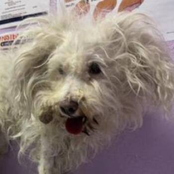 Cheryl -  Mixed Breed Dog for Adoption in Tacoma, Washington - Cheryl | PetCurious
