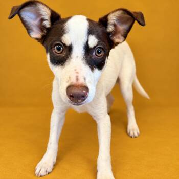 Lorraine -  Terrier and Mixed Breed Dog for Adoption in Concord, North Carolina - Lorraine | PetCurious