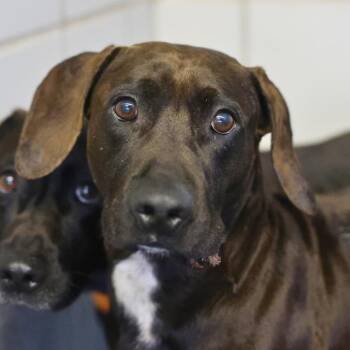 RALPH -  American Staffordshire Terrier Dog for Adoption in San Antonio, Texas - RALPH | PetCurious