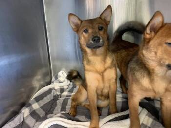 ELINOR -  Shiba Inu and Mixed Breed Dog for Adoption in Grand Prairie, Texas - ELINOR | PetCurious