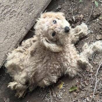 Albert -  Miniature Poodle Dog for Adoption in Wichita, Kansas - Albert | PetCurious