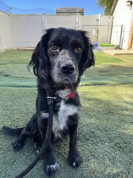 Rescue Spaniel Dogs for Adoption in Agua Dulce, California - Max | PetCurious