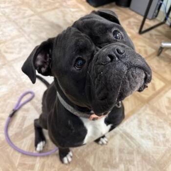 American Bulldog Dogs Available for Adoption - Zelda | PetCurious