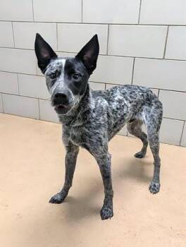 Mixed Breed Dogs Available for Adoption in Nashville, Tennessee - Shadow | PetCurious