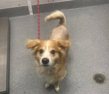 Webber -  Mixed Breed Dog for Adoption in Sevierville, Tennessee - Webber | PetCurious