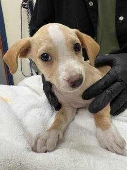 Crumb -  Mixed Breed Dog for Adoption in Charleston, South Carolina - Crumb | PetCurious
