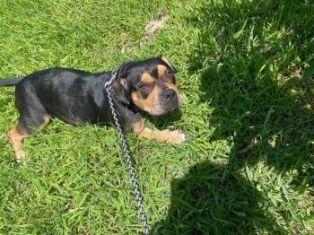 SUSAN -  Pit Bull Terrier and Mixed Breed Dog for Adoption in Orlando, Florida - SUSAN | PetCurious