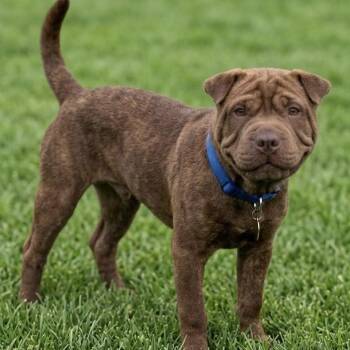 Bruce Lee -  Shar Pei Dog for Adoption in Las Vegas, Nevada - Bruce Lee | PetCurious