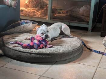 Cricket -  Boxer Dog for Adoption in Estero, Florida - Cricket | PetCurious