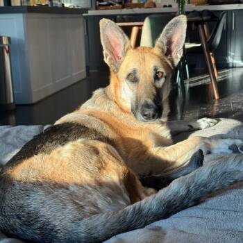 Zora Cozy Perfect in Every Way -  German Shepherd Dog and Shepherd Dog for Adoption in Friendswood, Texas - Zora Cozy Perfect In Every Way | PetCurious