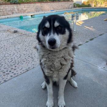 Barry -  Husky Dog for Adoption in Pasadena, California - Barry | PetCurious