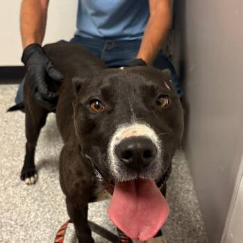 Romeo -  Mixed Breed Dog for Adoption in Taos, New Mexico - Romeo | PetCurious