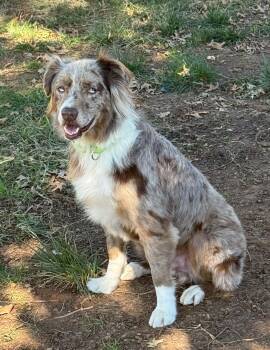 Mr. T -  Australian Shepherd Dog for Adoption in Oklahoma City, Oklahoma - Mr. T | PetCurious