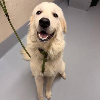 Nova -  Great Pyrenees and Mixed Breed Dog for Adoption in Concord, North Carolina - Nova | PetCurious