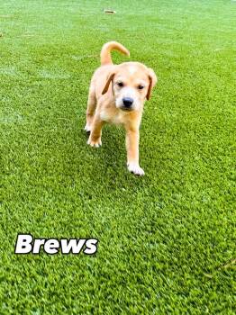 Rescue Mixed Breed Dogs for Adoption in Charleston, South Carolina - Brews | PetCurious