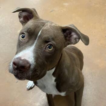 Rescue Pit Bull Terrier Dogs for Adoption in Heber Springs, Arkansas - Willow | PetCurious