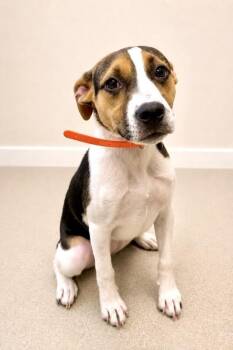 Luna -  Hound Dog for Adoption in Maryville, Tennessee - Luna | PetCurious