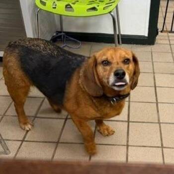 Beagle Dogs Available for Adoption in Erie, Pennsylvania - Junior | PetCurious