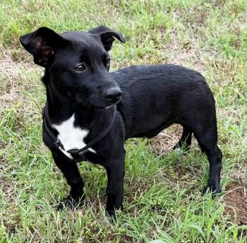 LUKE -  Jack Russell Terrier Dog Available for Adoption in Franklin, Tennessee - LUKE | PetCurious