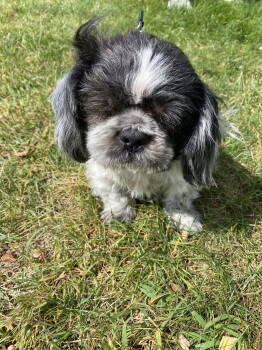 Rescue Shih Tzu Dogs for Adoption in Monticello, New York - Bruno | PetCurious