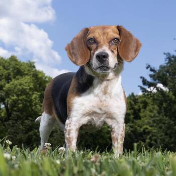 Blueberry Bagel -  Beagle Dog for Adoption in Franklin, Tennessee - Blueberry Bagel | PetCurious