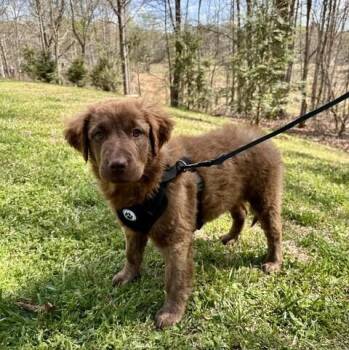Labrador Retriever Dogs Available for Adoption - Babe Hubert | PetCurious