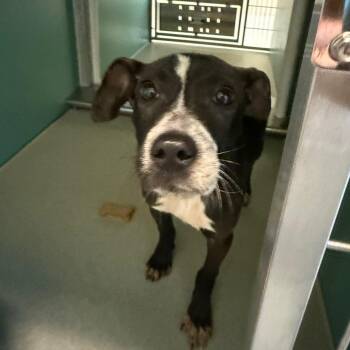 Pit Bull Terrier Dogs Available for Adoption in Norman, Oklahoma - Polly | PetCurious