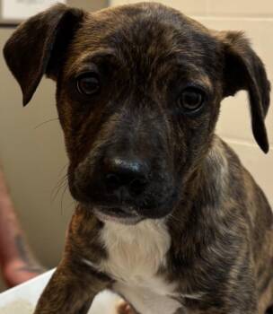 Mountain Cur Dogs Available for Adoption - WINONA | PetCurious