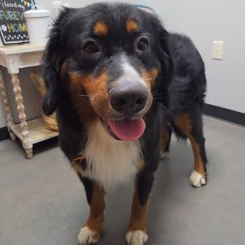 Dorothy -  Bernese Mountain Dog Dog for Adoption in Normal, Illinois - Dorothy | PetCurious