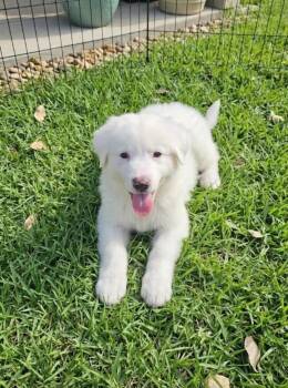 Moby -  Border Collie and Great Pyrenees Dog for Adoption in Pflugerville, Texas - Moby | PetCurious