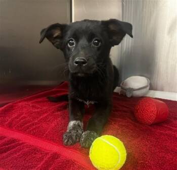 CANDLE -  Australian Cattle Dog Blue Heeler and Mixed Breed Dog for Adoption in St. Louis, Missouri - CANDLE | PetCurious