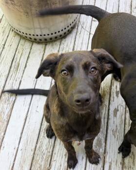 Junie -  Black Labrador Retriever and Hound Dog for Adoption in Cincinnati, Ohio - Junie | PetCurious