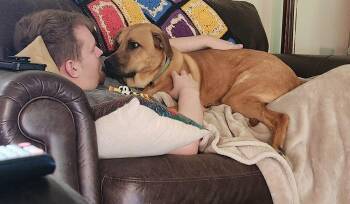 Shepherd and Black Mouth Cur Dogs Available for Adoption in Loveland, Ohio - Ash | PetCurious