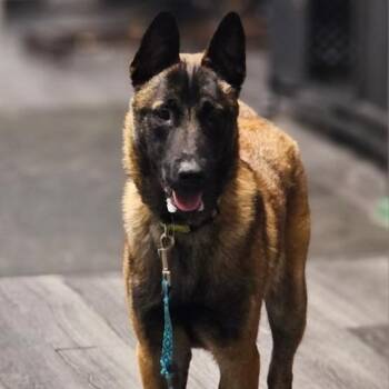 Belgian Shepherd Malinois Dogs Available for Adoption in Chicago, Illinois - Frankie | PetCurious