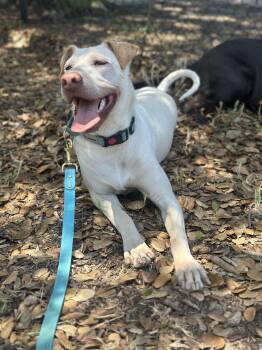 Cinderella aka Cindy -  Golden Retriever and Shar Pei Dog for Adoption in Pasadena, California - Cinderella Aka Cindy | PetCurious