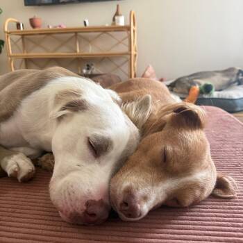 Bambi -  Terrier Dog for Adoption in San Diego, California - Bambi | PetCurious