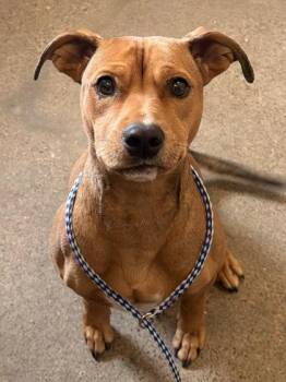 Doxa -  Mountain Cur Dog for Adoption in Cleveland, Ohio - Doxa | PetCurious