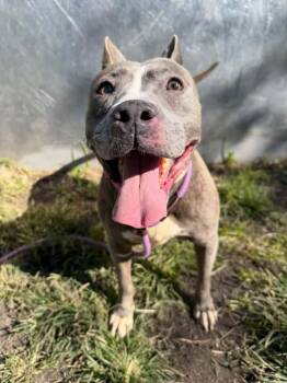 Lupe -  Pit Bull Terrier Dog for Adoption in Chicago, Illinois - Lupe | PetCurious