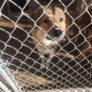 Rubert -  Shepherd Dog for Adoption in Kingman, Arizona - Rubert | PetCurious