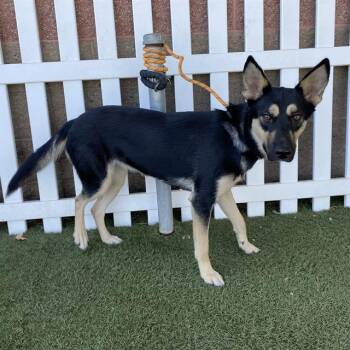 Rescue German Shepherd Dog Dogs for Adoption in Modesto, California - BRITTA | PetCurious