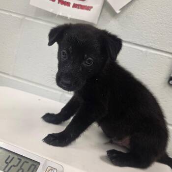 Mountain Creek (Pink collar) -  Mixed Breed Dog for Adoption in Chattanooga, Tennessee - Mountain Creek (Pink Collar) | PetCurious