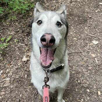 Nakomi -  Siberian Husky Dog for Adoption in Indianapolis, Indiana - Nakomi | PetCurious