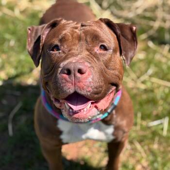 Karen Michelle -  Bull Terrier Dog for Adoption in York, Pennsylvania - Karen Michelle | PetCurious