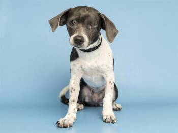 DOT -  Pit Bull Terrier Dog for Adoption in Phoenix, Arizona - DOT | PetCurious