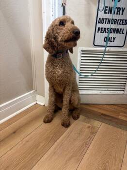 Charlie -  Poodle Dog for Adoption in Fayetteville, Tennessee - Charlie | PetCurious