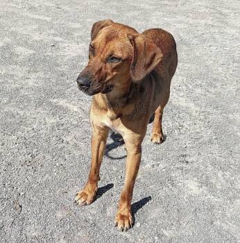 Roxie -  Belgian Shepherd Malinois Dog for Adoption in Maynardville, Tennessee - Roxie | PetCurious